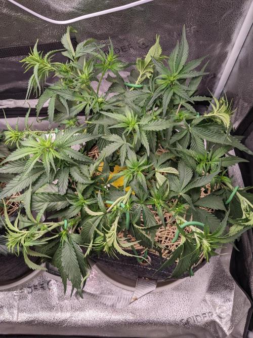 2026 - FB Strawberry Gorilla Organic. Week 5 - Day 35 #2