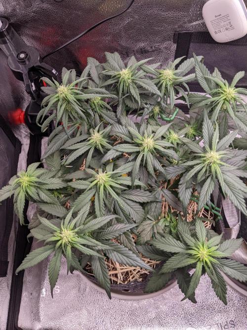 2026 - FB Strawberry Gorilla Organic. Week 5 - Day 35 #1