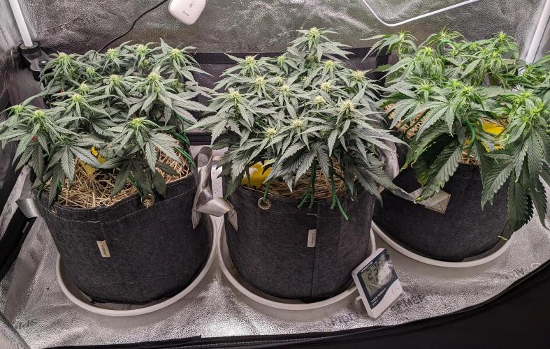 2026 - FB Lemon AK Auto Organic. Week 6 - Day 36 