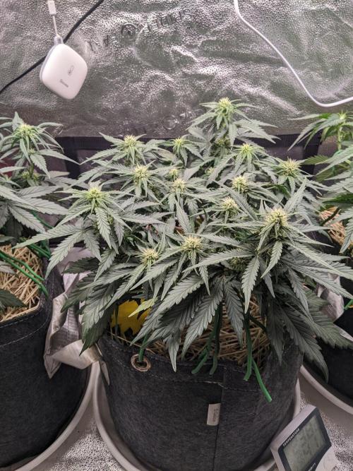 2026 - FB Lemon AK Auto Organic. Week 6 - Day 36