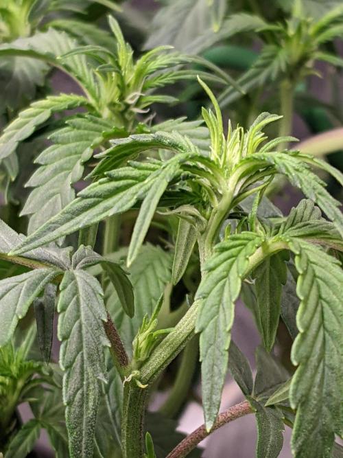 2026 - FB Strawberry Gorilla Organic. Week 6 - Day 36 #2