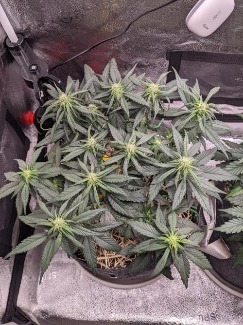 2026 - FB Strawberry Gorilla Organic. Week 6 - Day 36 #1