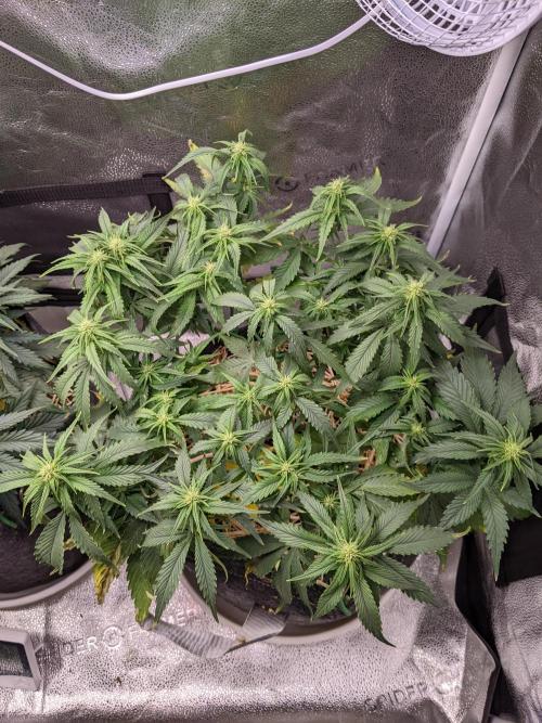 2026 - FB Strawberry Gorilla Organic. Week 6 - Day 40 #2