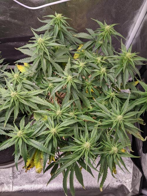 2026 - FB Strawberry Gorilla Organic. Week 6 - Day 42 #2