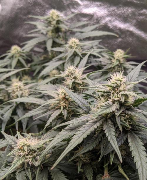 2026 - FB Lemon AK Auto Organic. Week 7 - Day 43