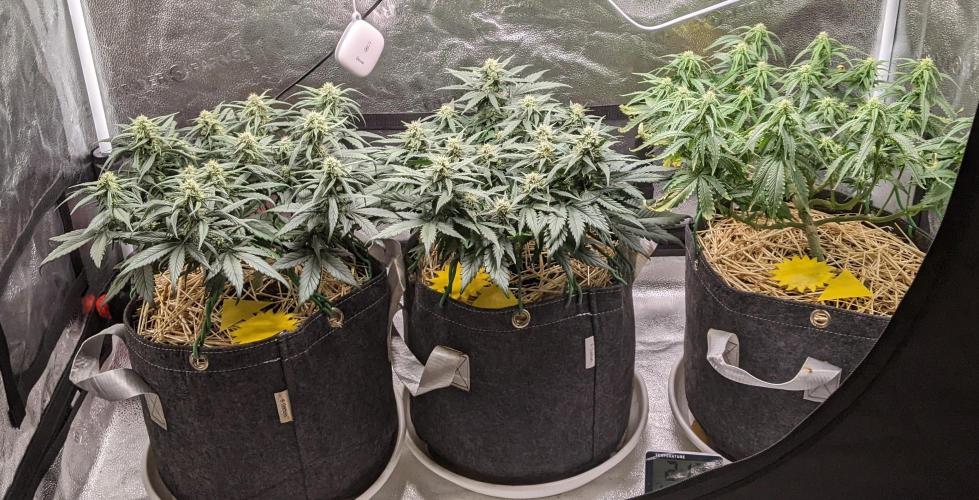 2026 - FB Lemon AK Auto Organic. Week 7 - Day 43 center