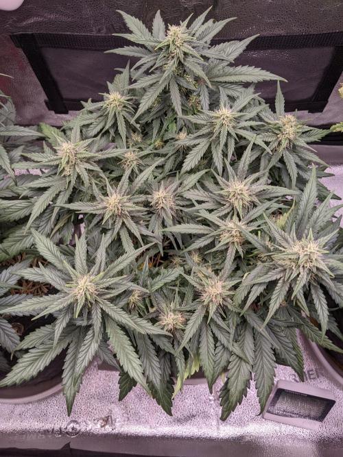 2026 - FB Lemon AK Auto Organic. Week 7 - Day 43