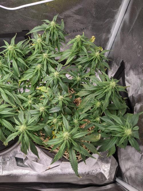 2026 - FB Strawberry Gorilla Organic. Week 7 - Day 43 #2