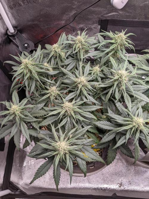 2026 - FB Strawberry Gorilla Organic. Week 7 - Day 43 #1