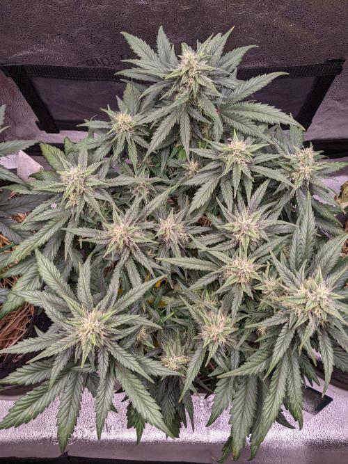 2026 - FB Lemon AK Auto Organic. Week 7 - Day 46