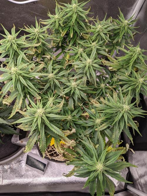 2026 - FB Strawberry Gorilla Organic. Week 7 - Day 46