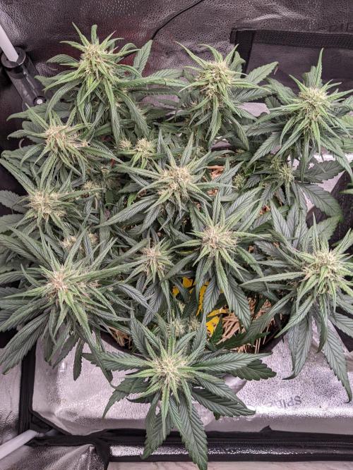 2026 - FB Strawberry Gorilla Organic. Week 7 - Day 46