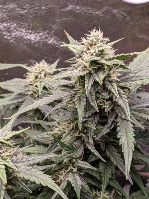 2026 - FB Lemon AK Auto Organic. Week 7 - Day 49