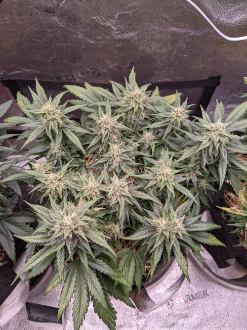 2026 - FB Lemon AK Auto Organic. Week 7 - Day 49