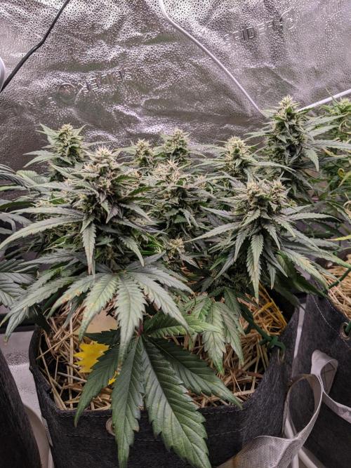 2026 - FB Lemon AK Auto Organic. Week 7 - Day 49