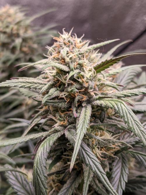 2026 - FB Strawberry Gorilla Organic. Week 7 - Day 49