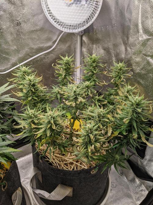 2026 - FB Strawberry Gorilla Organic. Week 7 - Day 49 #2