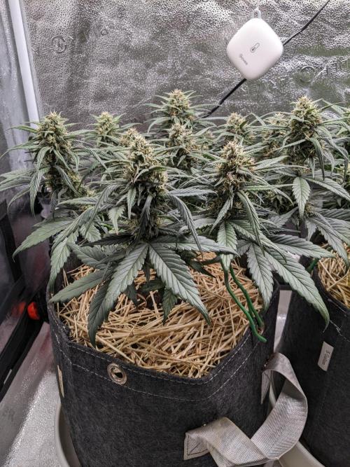2026 - FB Strawberry Gorilla Organic. Week 7 - Day 49 #1