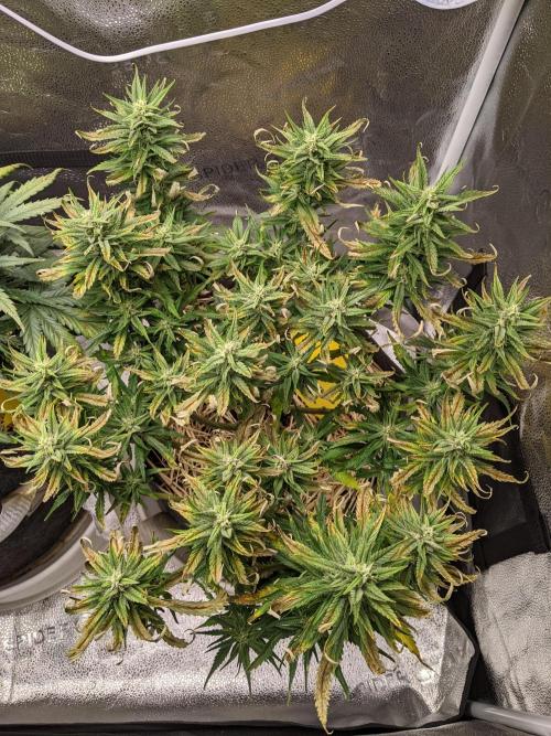 2026 - FB Strawberry Gorilla Organic. Week 8 - Day 50 #2