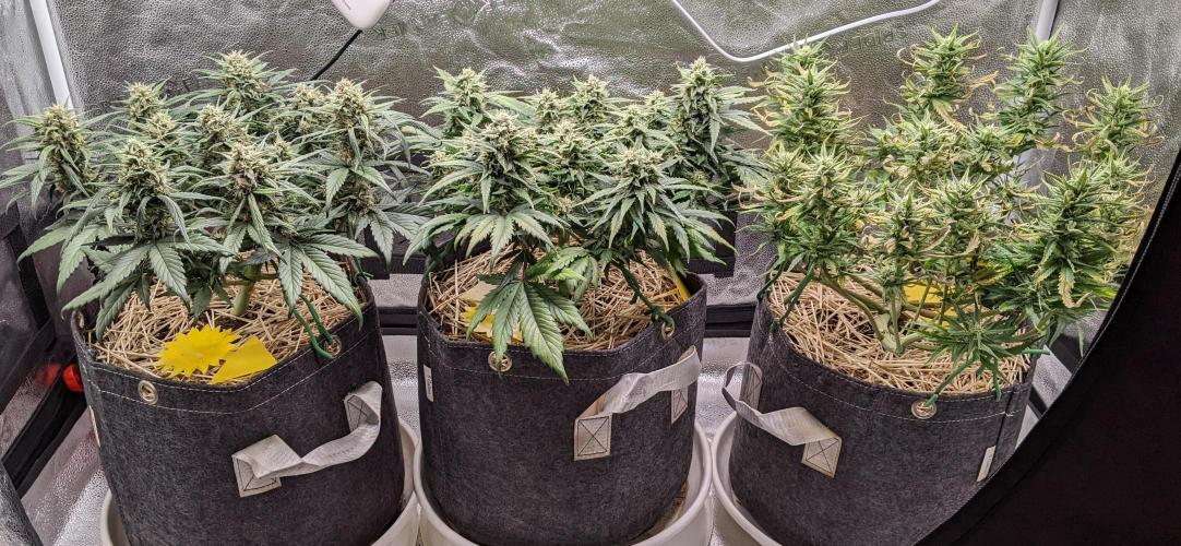 2026 - FB Strawberry Gorilla Organic. Week 8 - Right and left sides