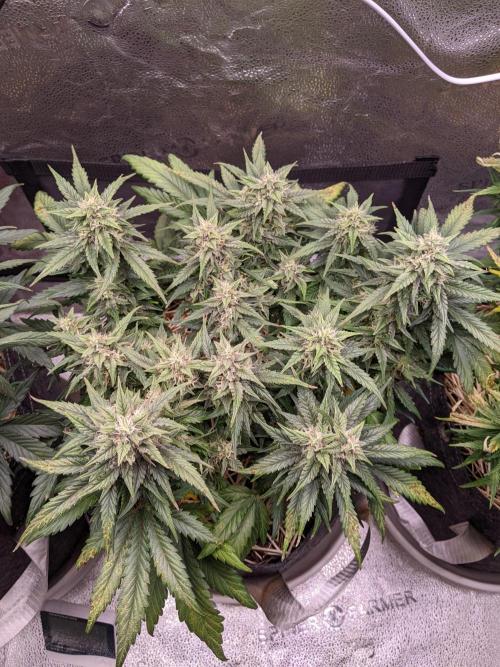 2026 - FB Lemon AK Auto Organic. Week 8 - Day 50