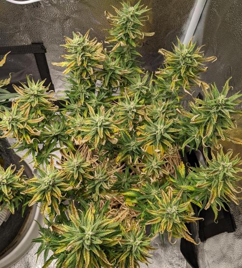 2026 - FB Strawberry Gorilla Organic. Week 8 - Day 52 #2