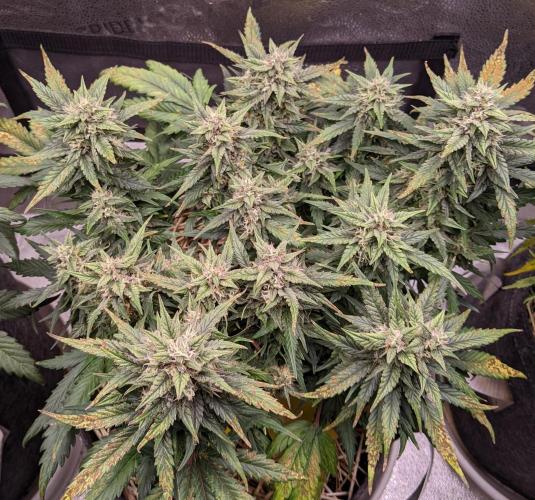 2026 - FB Lemon AK Auto Organic. Week 8 - Day 52
