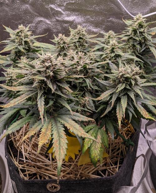 2026 - FB Lemon AK Auto Organic. Week 8 - Day 52