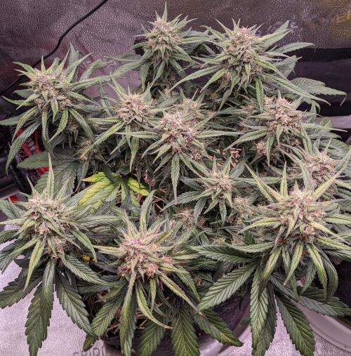 2026 - FB Strawberry Gorilla Organic. Week 8 - Day 55