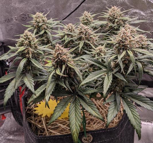 2026 - FB Strawberry Gorilla Organic. Week 8 - Day 55