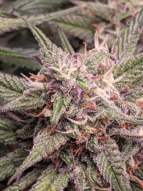 2026 - FB Strawberry Gorilla Organic. Week 8 - Day 55