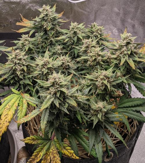 2026 - FB Lemon AK Auto Organic. Week 8 - Day 55