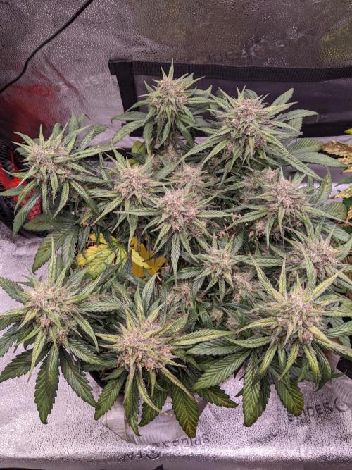 2026 - FB Strawberry Gorilla Organic. Week 8 - Day 56