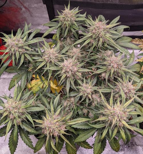 2026 - FB Strawberry Gorilla Organic. Week 9 - Day 57