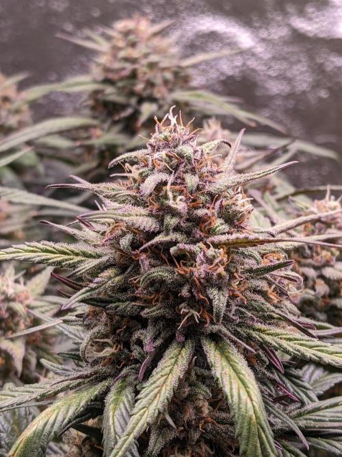 2026 - FB Strawberry Gorilla Organic. Week 9 - Day 57