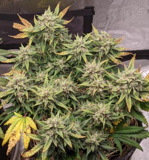 2026 - FB Lemon AK Auto Organic. Week 9 - Day 57