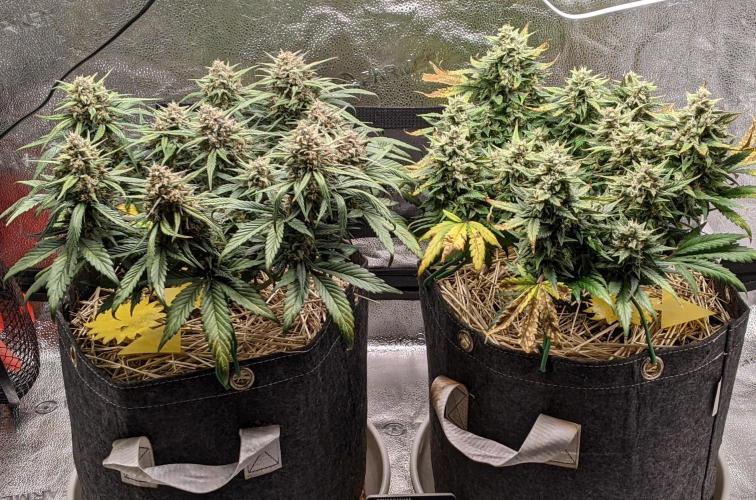 2026 - FB Lemon AK Auto Organic. Week 9 - Day 57 right
