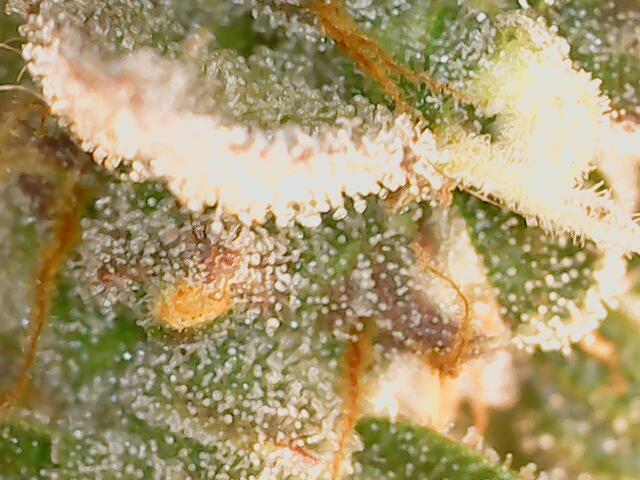 2026 - FB Lemon AK Auto Organic. Week 9 - Day 58