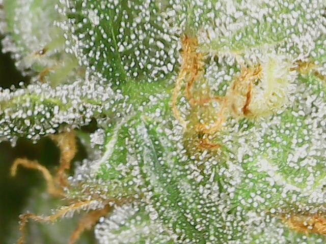 2026 - FB Lemon AK Auto Organic. Week 9 - Day 58