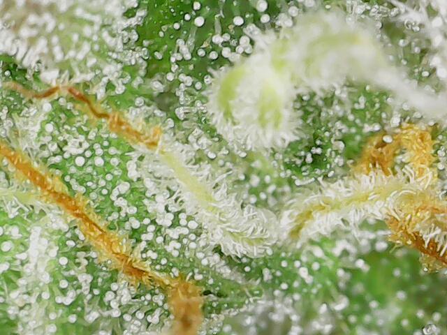 2026 - FB Lemon AK Auto Organic. Week 9 - Day 58