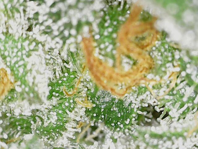2026 - FB Strawberry Gorilla Organic. Week 9 - Day 58