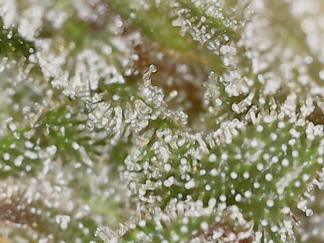 2026 - FB Strawberry Gorilla Organic. Week 9 - Day 58