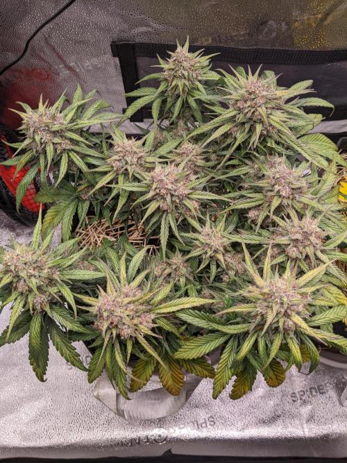 2026 - FB Strawberry Gorilla Organic. Week 9 - Day 61