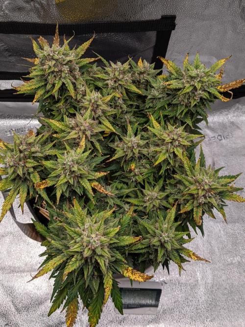 2026 - FB Lemon AK Auto Organic. Week 9 - Day 61