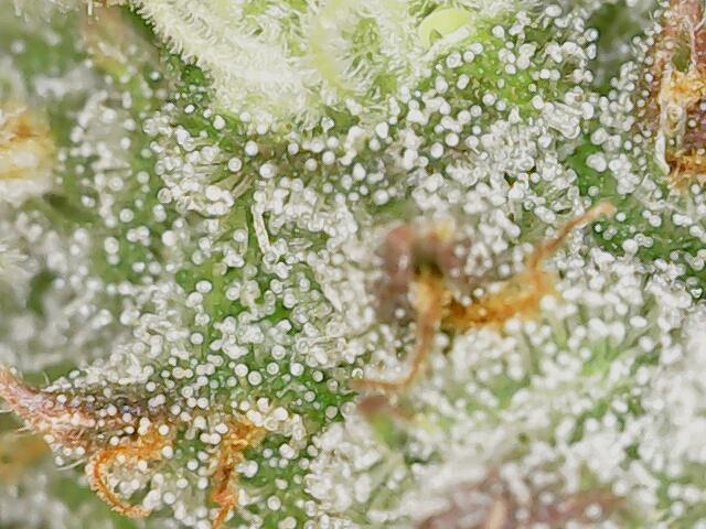 2026 - FB Lemon AK Auto Organic. Week 9 - Day 61