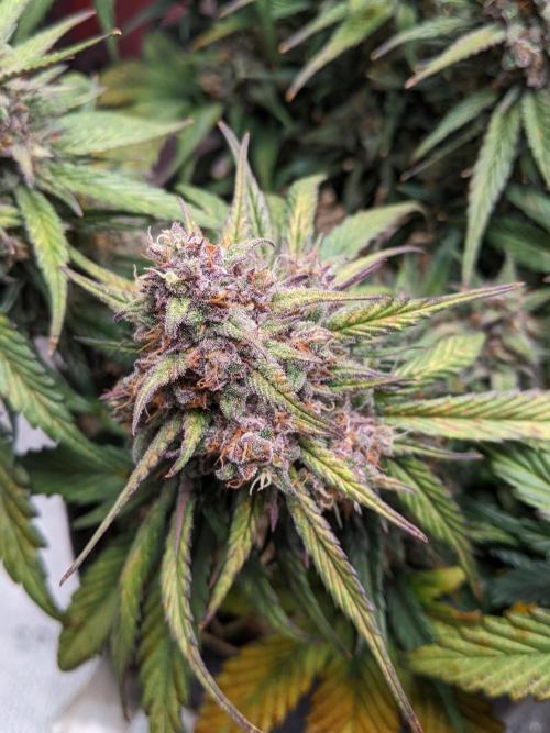 2026 - FB Strawberry Gorilla Organic. Week 9 - Day 63