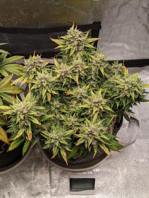 2026 - FB Lemon AK Auto Organic. Week 9 - Day 63