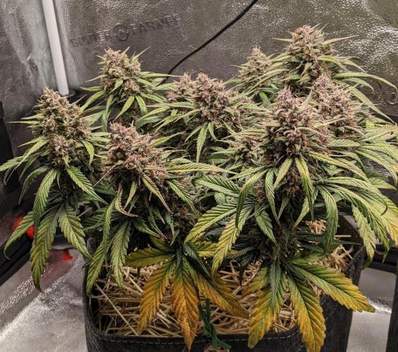 2026 - FB Strawberry Gorilla Organic. Week 10 - Day 64