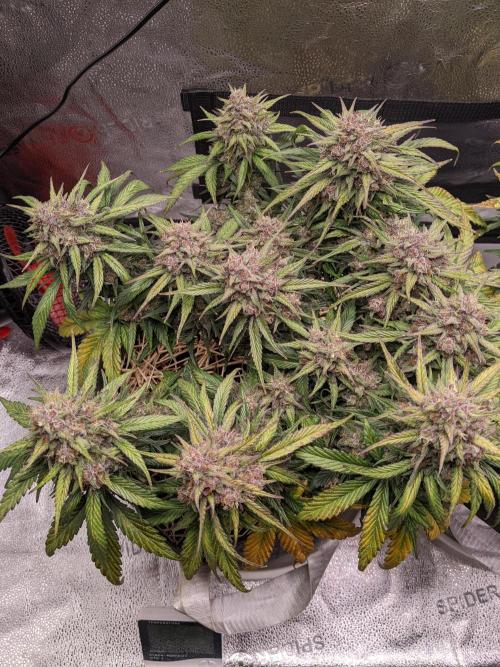 2026 - FB Strawberry Gorilla Organic. Week 10 - Day 64