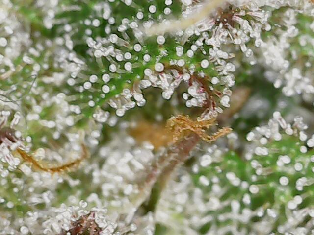 2026 - FB Strawberry Gorilla Organic. Week 10 - Day 64